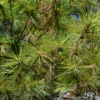 eastern white pine tree