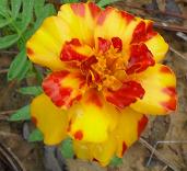 marigoldsmall.jpg