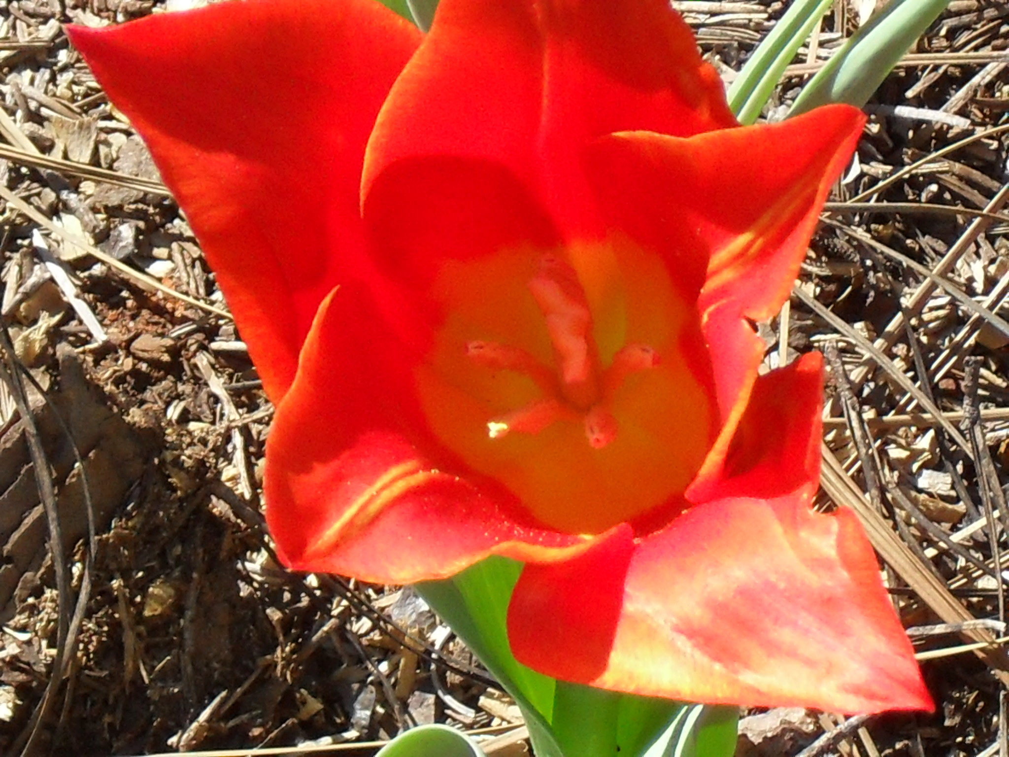 Tulip