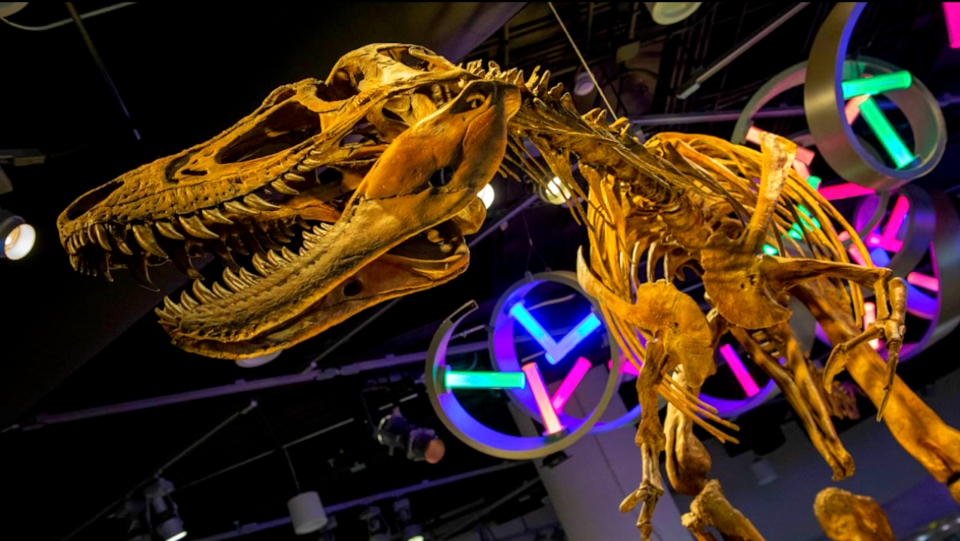 Dueling Dinosaurs - NC Museum of Natural Sciences