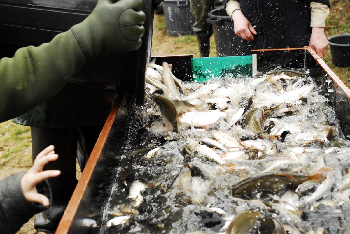 Webdec 13, 2022 · 8 poissons d’étang incontournables. VariÃ©tÃ©s de poissons d'Ã©tang en vente de novembre Ã  fÃ©vrier