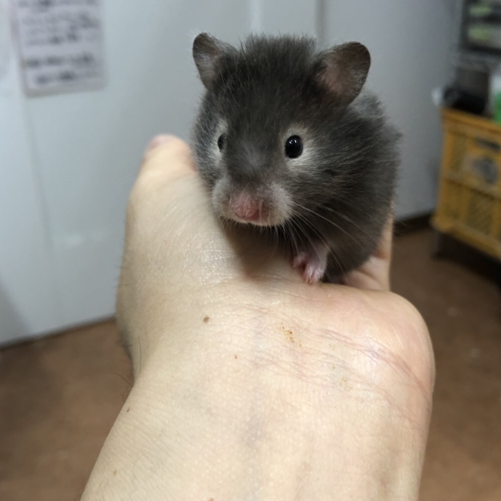 ハムスター 種類 解説 ハムスターの種類と特徴 Mspk