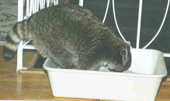 REMO'S POTTY TRAINING