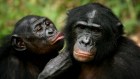 chimpances
