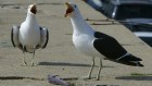 gaviotas
