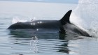 orca-j2chasingfish