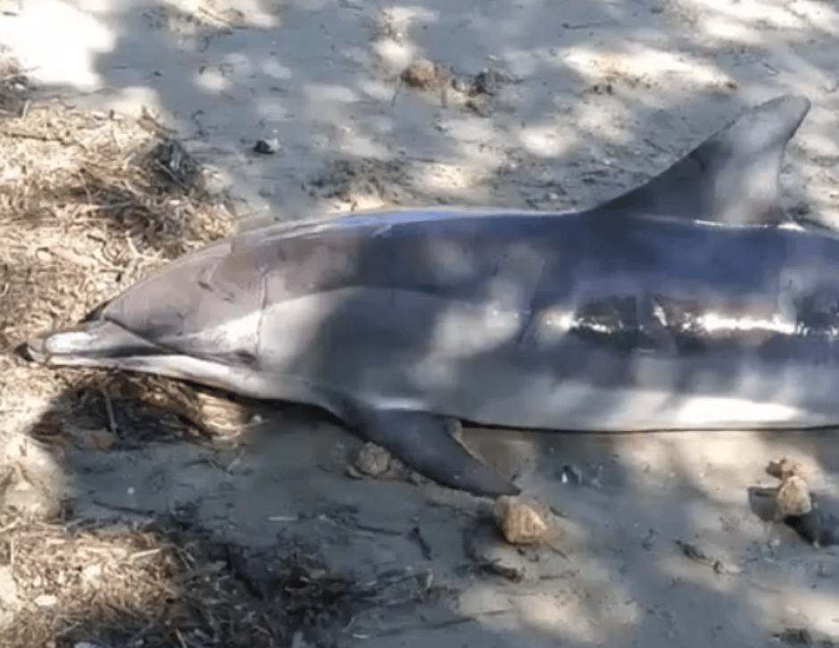 Hallan delfín sin vida en playa de Manzanillo (video)