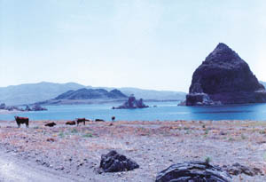 The cows! The cows! A trip to Pyramid Lake is a moo-ving experience.