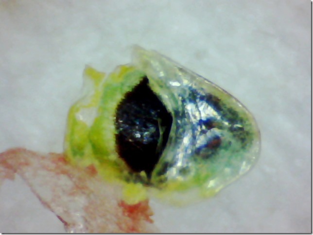 Still0069 (2) - Copy