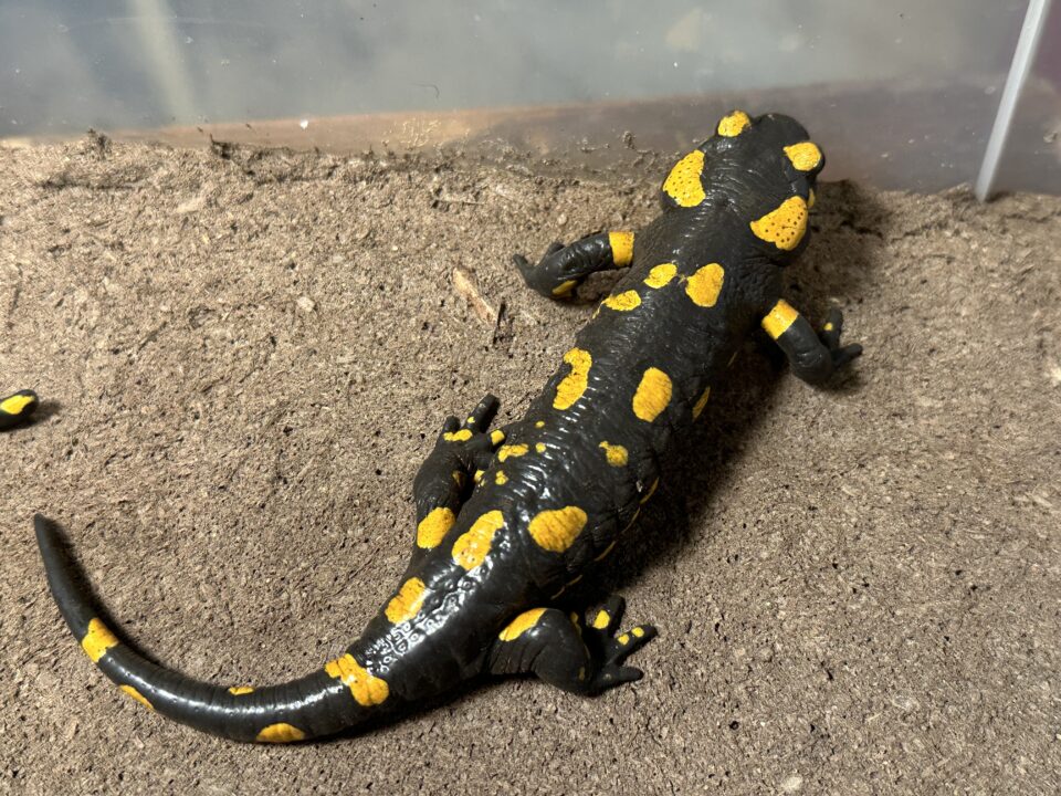 1月6日(月)は店休日です。