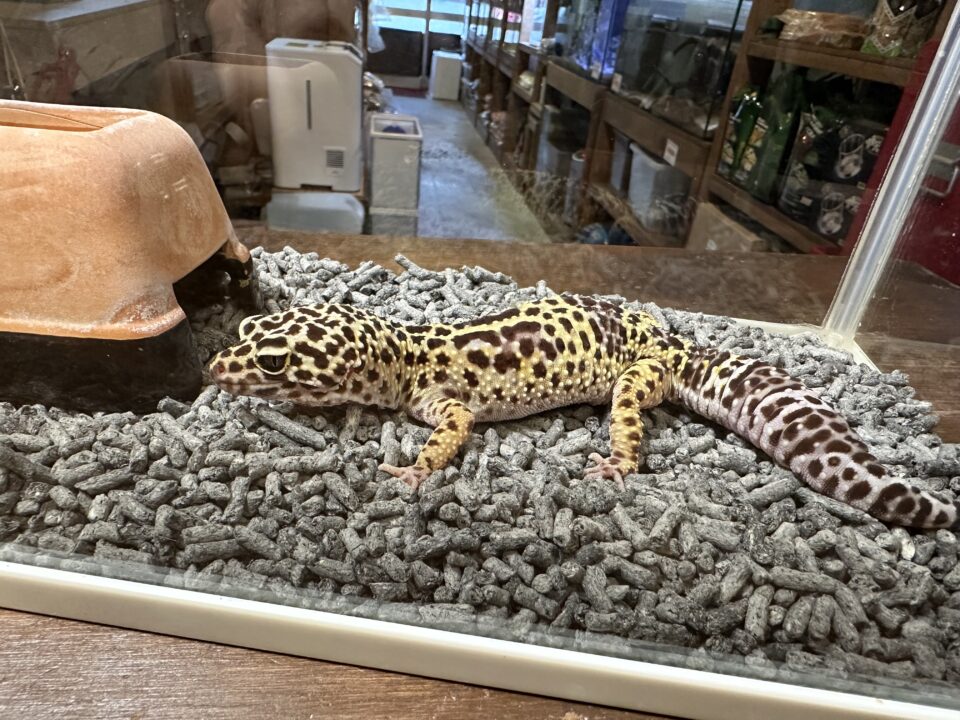 1月2日(木)の営業時間・在庫エサのご案内