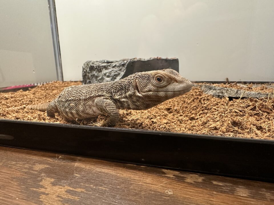 1月8日(水)、9日(木)は店休日です。