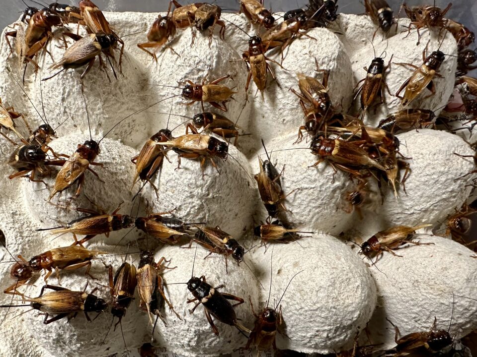 11月28日（金）営業時間・在庫エサのご案内