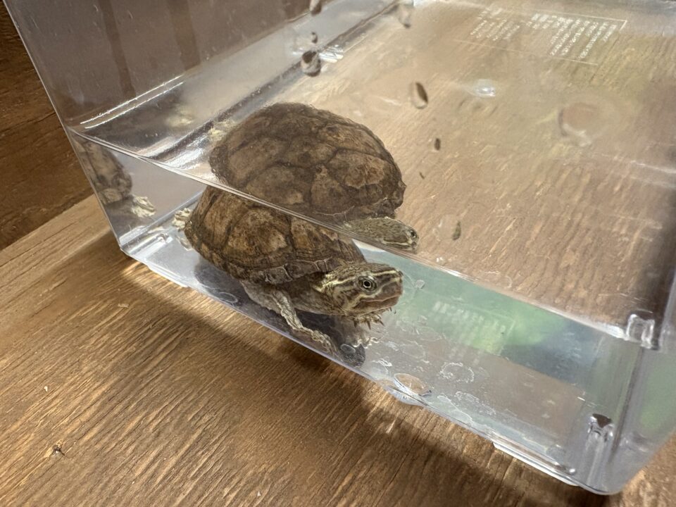 10月20日（月）営業時間・在庫エサのご案内