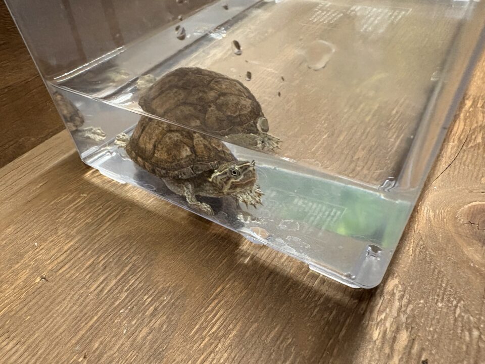 11月8日（土）はエサの販売のみ行います