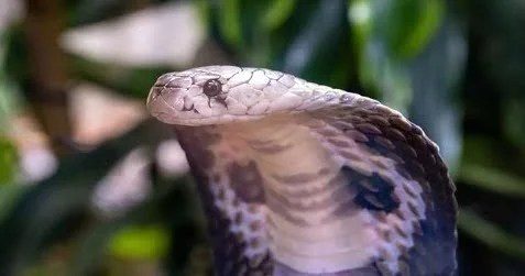 घर में सो रहे भाई-बहन को सांप ने डसा, हालात नाजुक