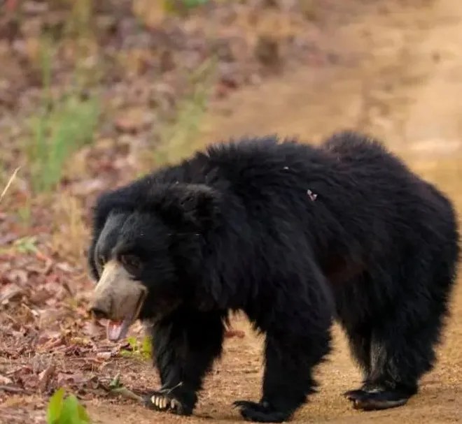 घास काटने गई महिला के चेहरे को भालू ने बुरी तरह नोचा, दिल्ली के एम्स में चल रहा है इलाज
