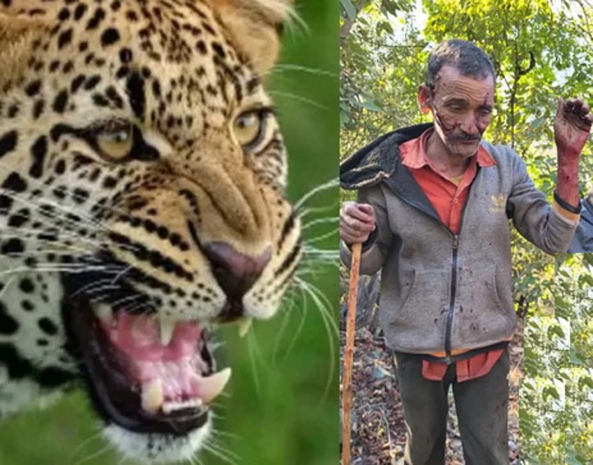 बकरी चराने गए दो लोगों पर गुलदार ने किया हमला, बुरी तरह घायल