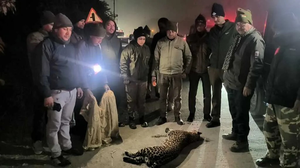 अज्ञात वाहन की टक्कर से तेंदुए की मौत, कार्रवाई में देरी होने पर लोग नाराज