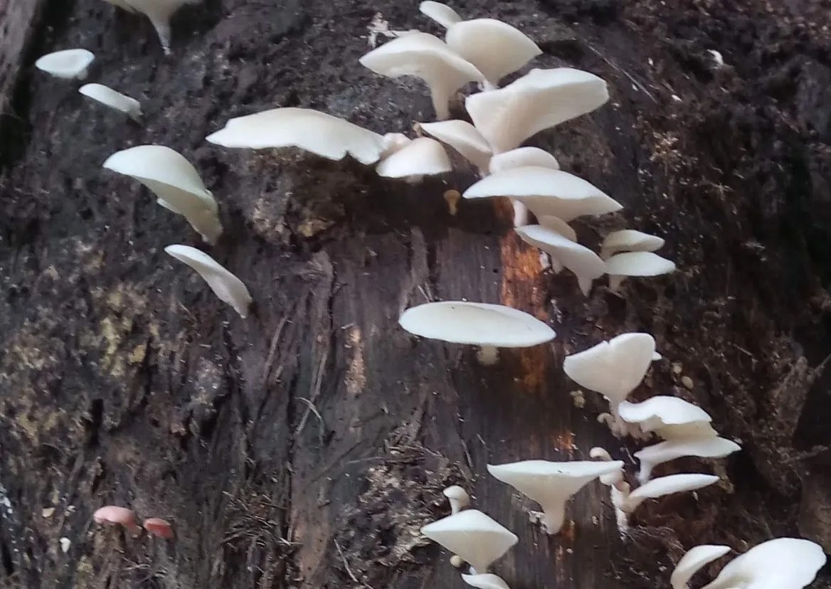 Mashroom
