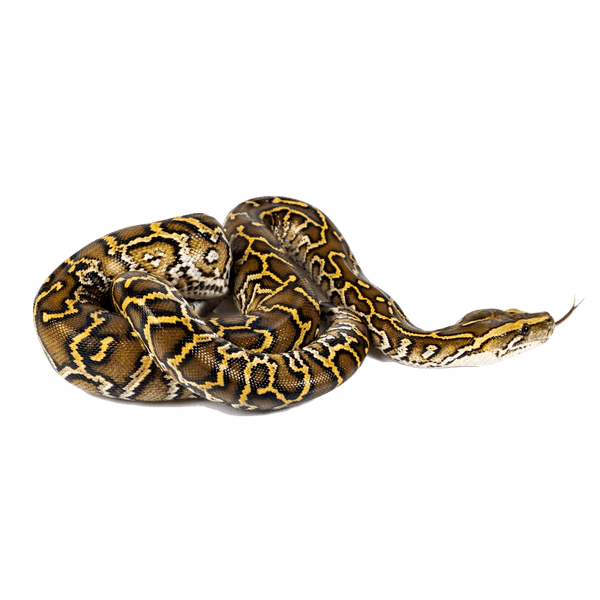 Burmese Python Reptichip Llc