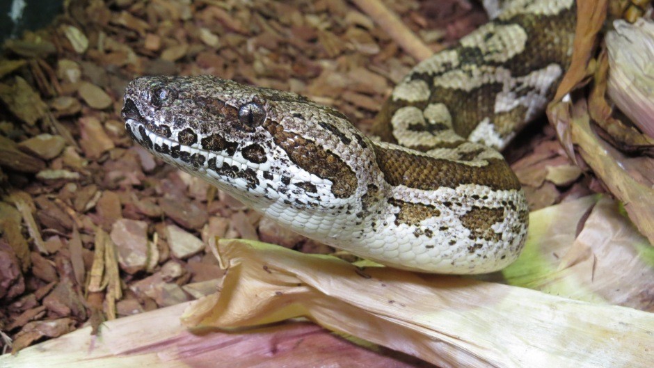 bedding for red tail boa