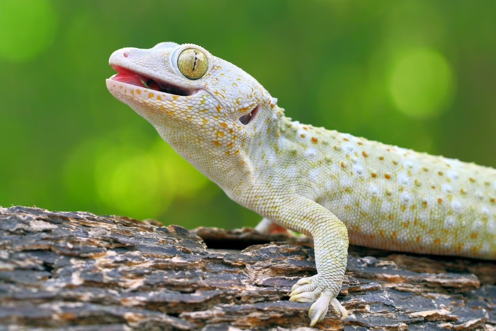 Tokay geckos are infamous for their bold, aggressive attitudes, so if this sounds intimidating, this is not the pet for you. Learn more about tokay gecko care at ReptiFiles.com!