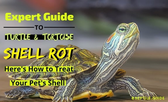 Shell Rot In Turtles Tortoises Here S How To Treat Their Shell Now Youll want to use a new one so that its free of bacteria.