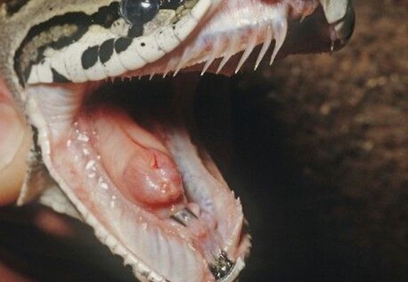 Ball python bite: 2 reasons why it happens plus how it feels