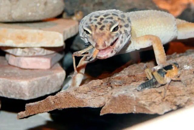 Raptor leopard geckos: a comprehensive care and breeding guide