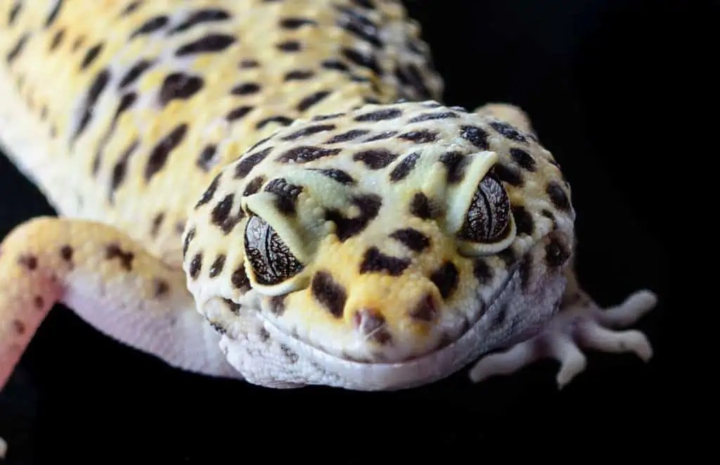 Can leopard geckos eat too much calcium? exploring the risks and