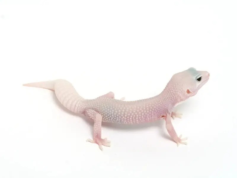 Leopard gecko costs: unveiling the hidden expenses of reptile care