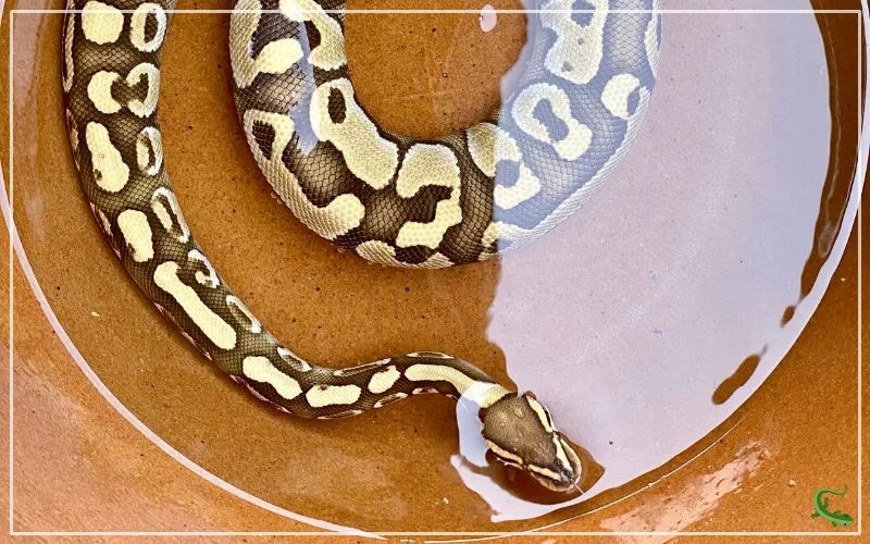 Dehydrated Bp Update R Ballpython - Gorgeous Abstract Background - 4K
