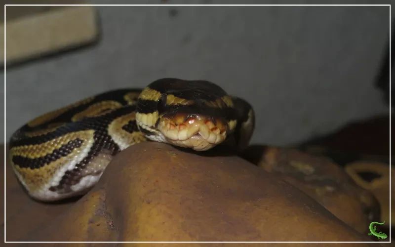 Is This Baby Ball Python Dehydrated R Ballpython - 8K City Pictures for Desktop