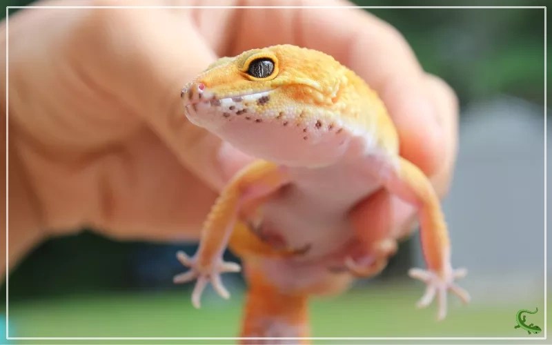 Leopard gecko diarrhea