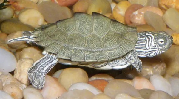 Types Of Map Turtles Your Complete Guide To All 15 Species Reptiles Care Cagles Map Turtle.webp