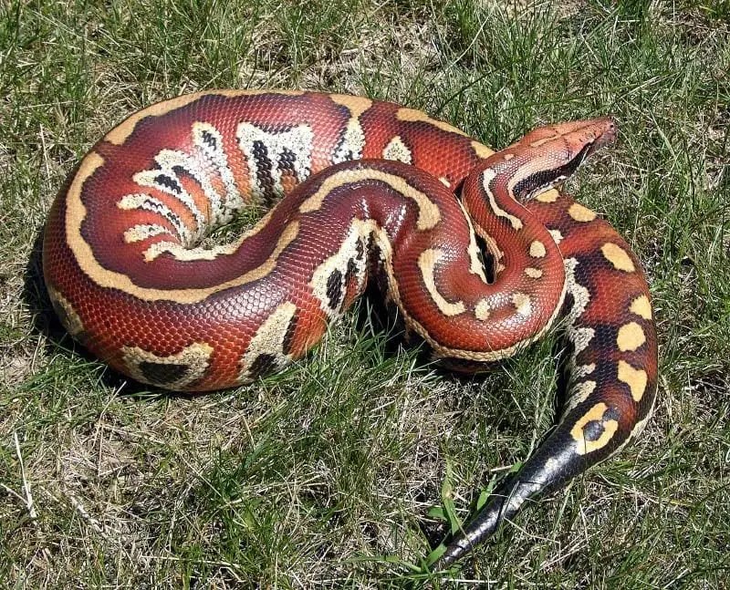 Blood python care sheet