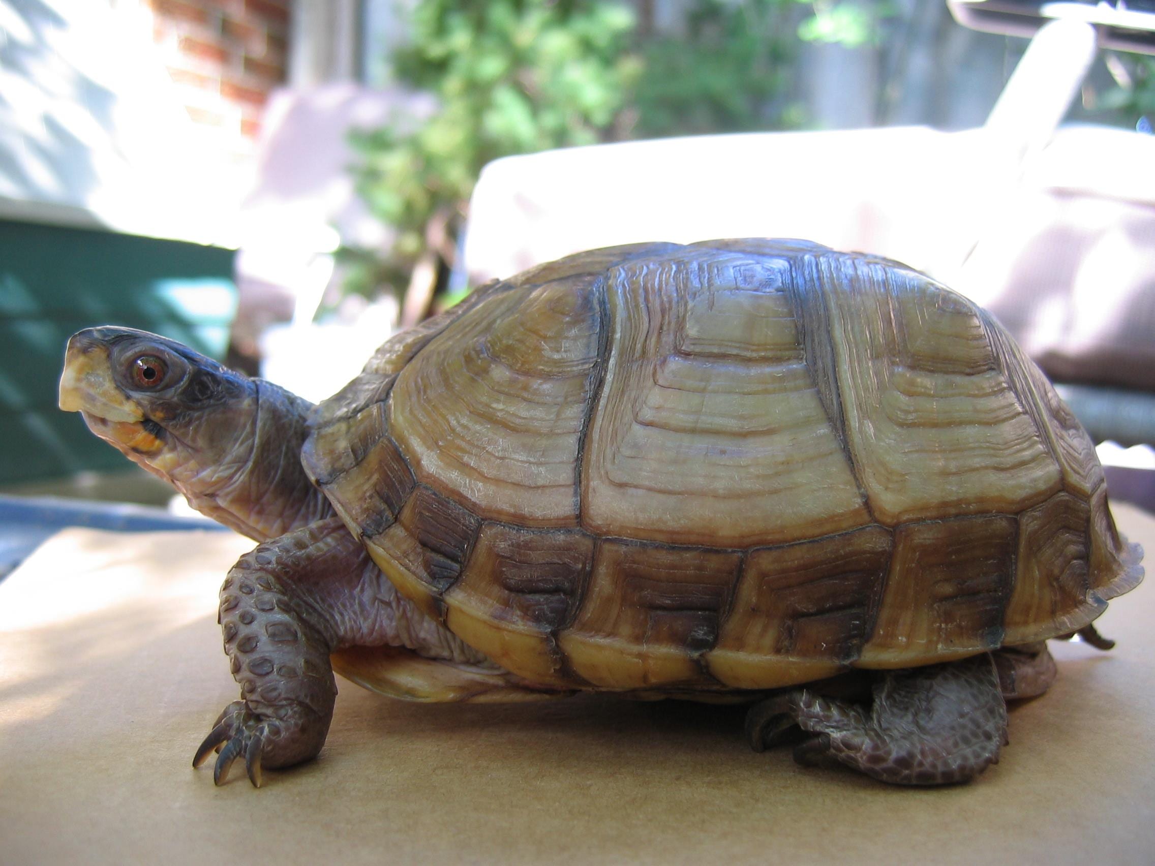 How To Keep Your Three Toed Box Turtle Reptiles Cove North American box turtles are a common pet box turtle for saleThey are often sold as an easy-to-keep problem-free pet that requires minimal care.