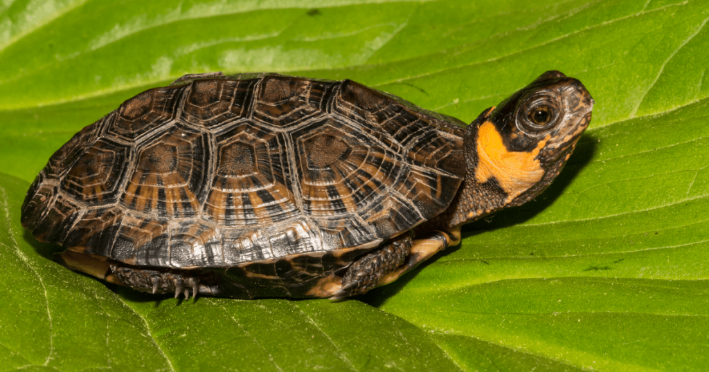 Do turtles have gills? unraveling the mysteries of turtle respiration