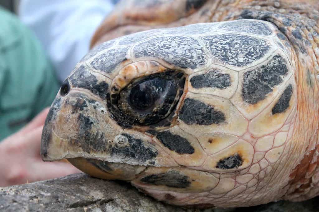 Uncovering the mystery: are turtles color blind?