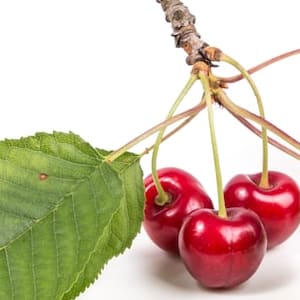 Idiom Cherry Pick Funky English - Nature Designs - Stunning High Resolution Collection