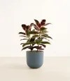 Large Ruby Ficus Easyplant - Premium Gradient Art Gallery - 8K