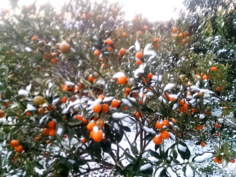 薄くて儚い雪景色。