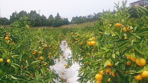 収穫直前です！極早生みかん。