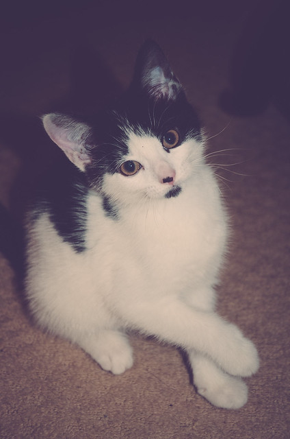 Wilhelmina.