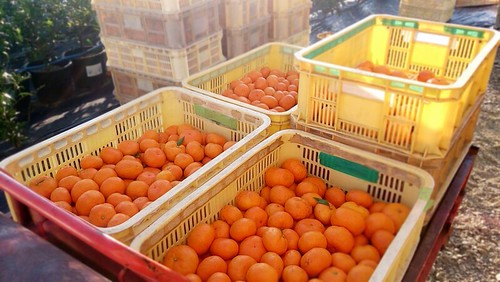 本年度の温州みかんが全て終了です。