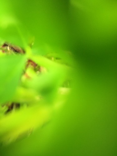 SmellyBlog: Green