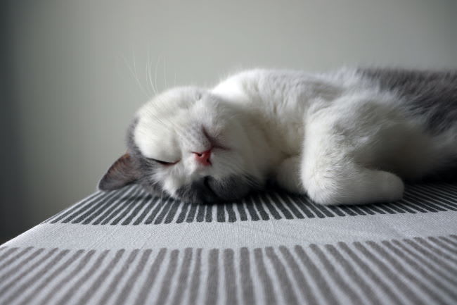 Using Javascript In A Webc Component - Best Landscape Designs in Mobile