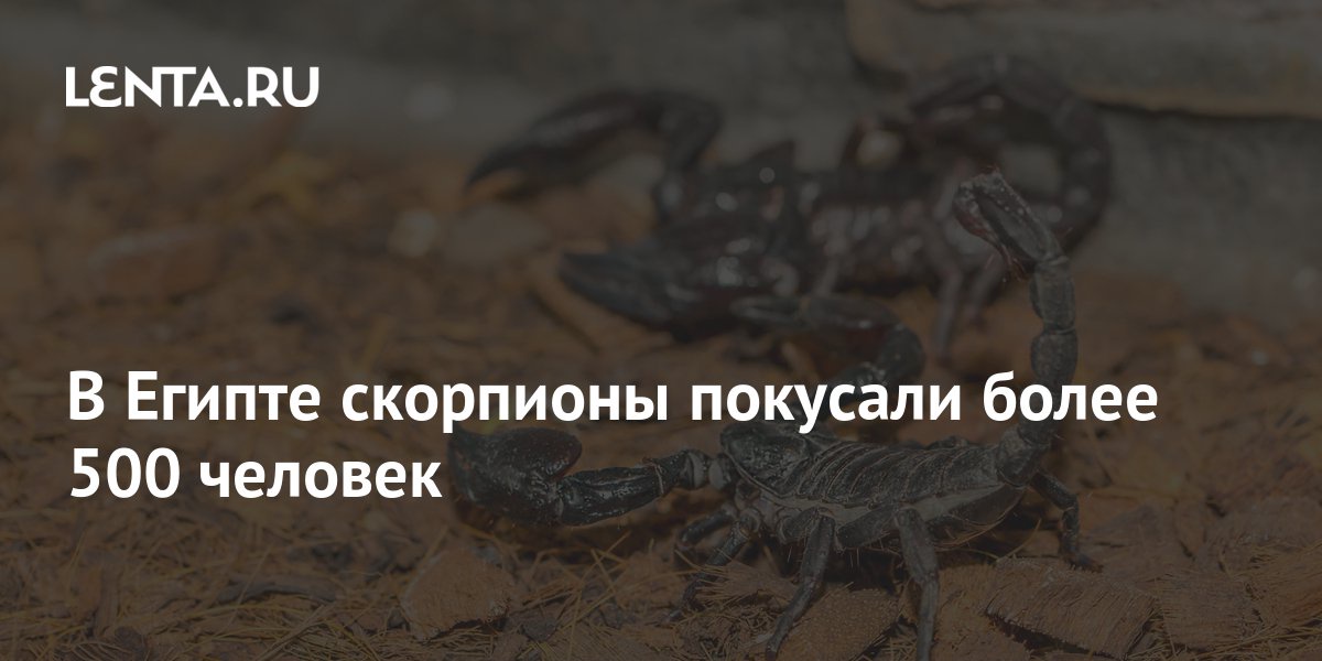 Egypt Scorpions : Serket Wikipedia - 1 dag geleden · acting health minister of egypt, khaled abdel ghaffar, informed that more than 500 people got bitten by scorpions in egypt's southern province of aswan.the region recently witnessed massive storms.