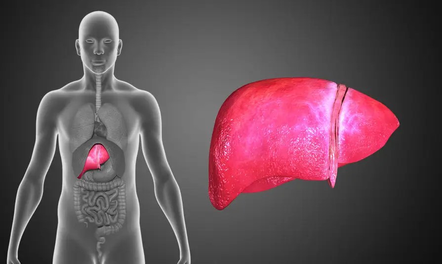 Liver Disease on the Rise
